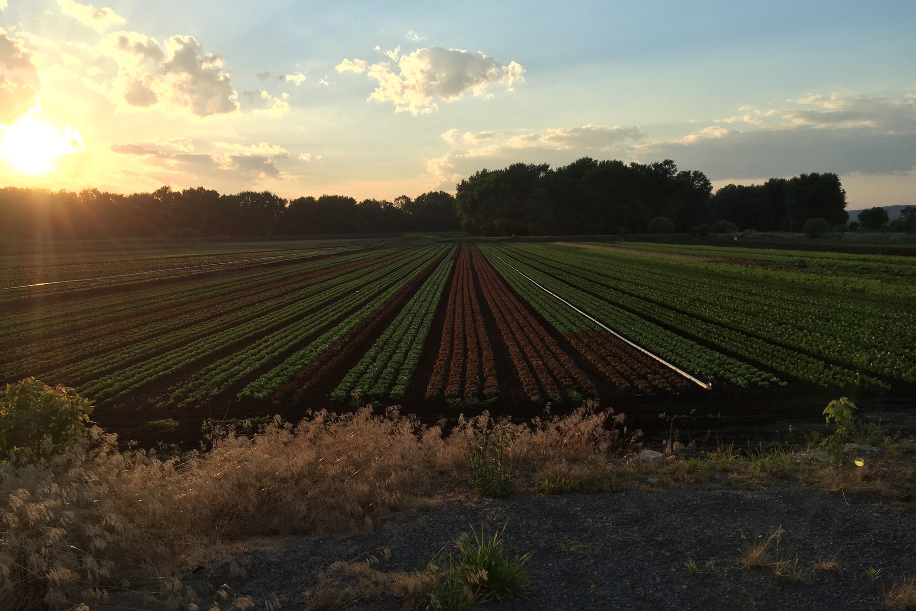 Morgiewicz family farm in the Black Dirt region of Goshen, NY